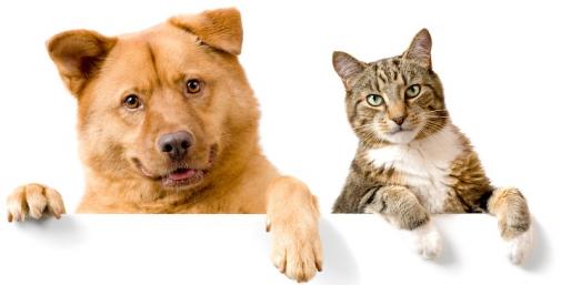 Our Furry Friends Need Protecting Too